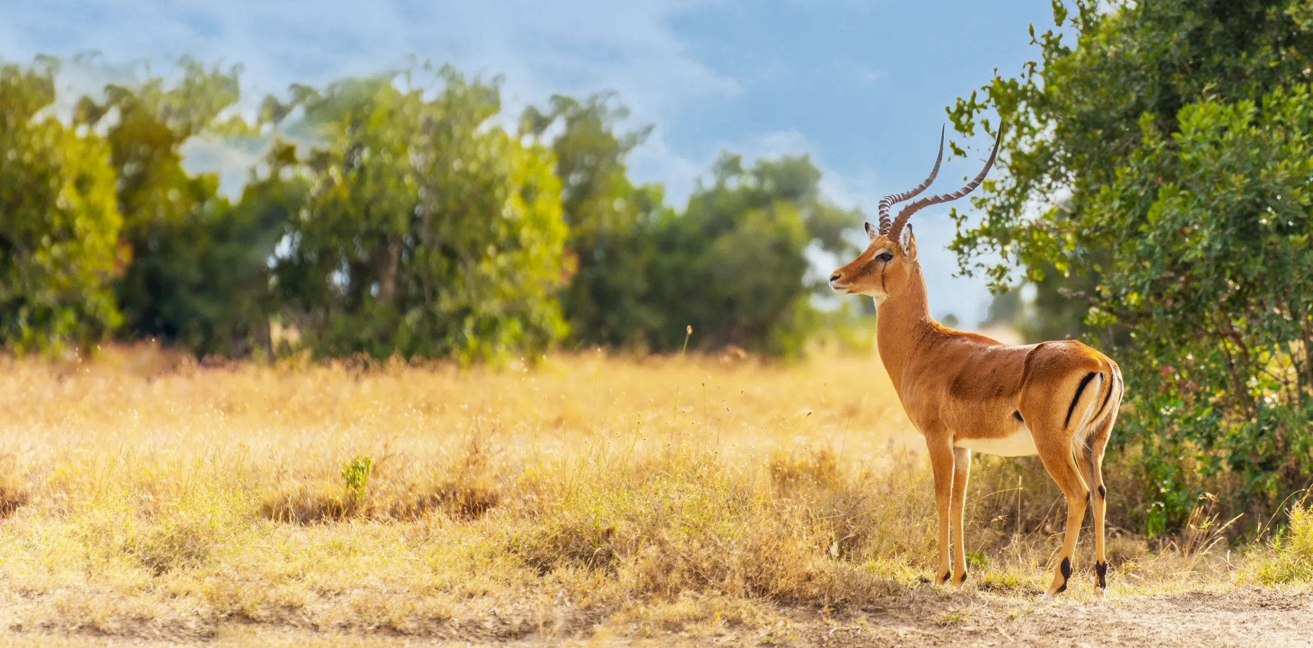 Experience an Unforgettable Morning Safari in the Serengeti National Park