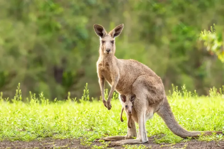 Tanzania Safari Packages