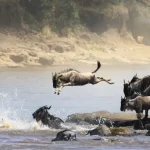 Serengeti Wildebeest Migration Safari