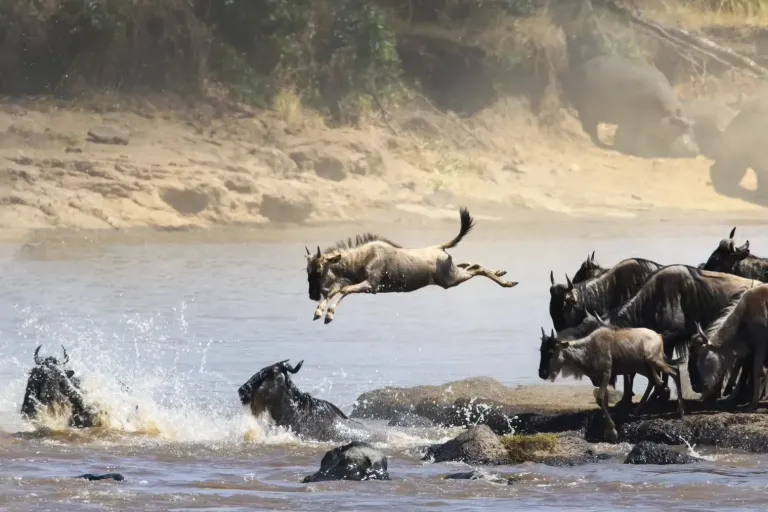 How Close Can You Get to The Wildebeest Migration at Serengeti National Park, Tanzania?