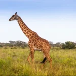 Serengeti Safari Tours