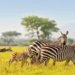 Serengeti Safari Cost