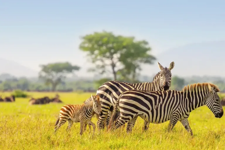 Serengeti Safari Cost