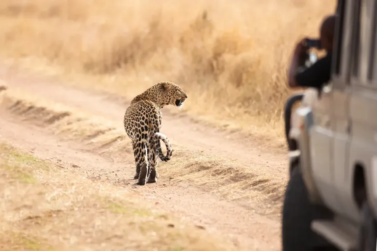 How To Plan a Serengeti Safari