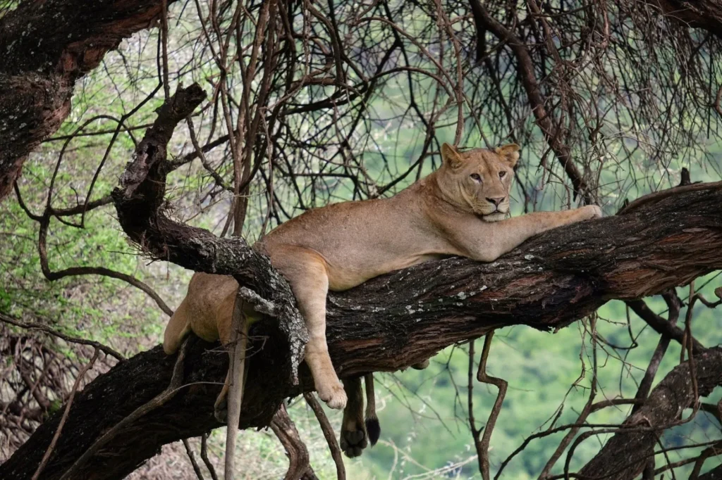 Lake Manyara National Park