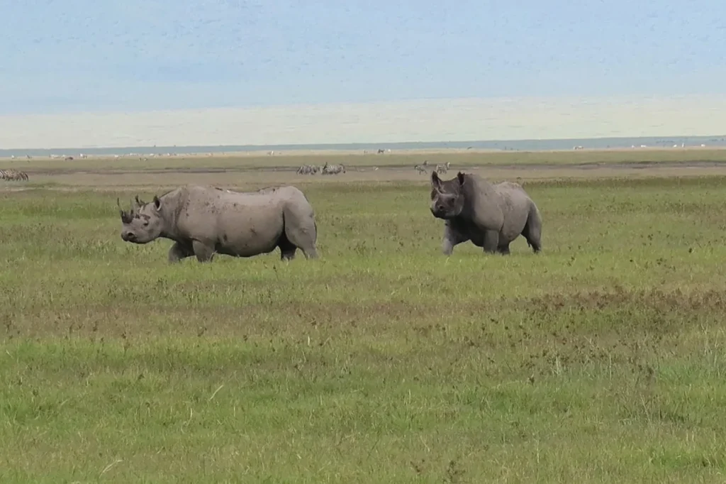 Luxury Safaris in Tanzania
