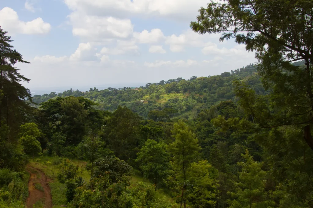 Materuni Waterfall and Coffee Tour