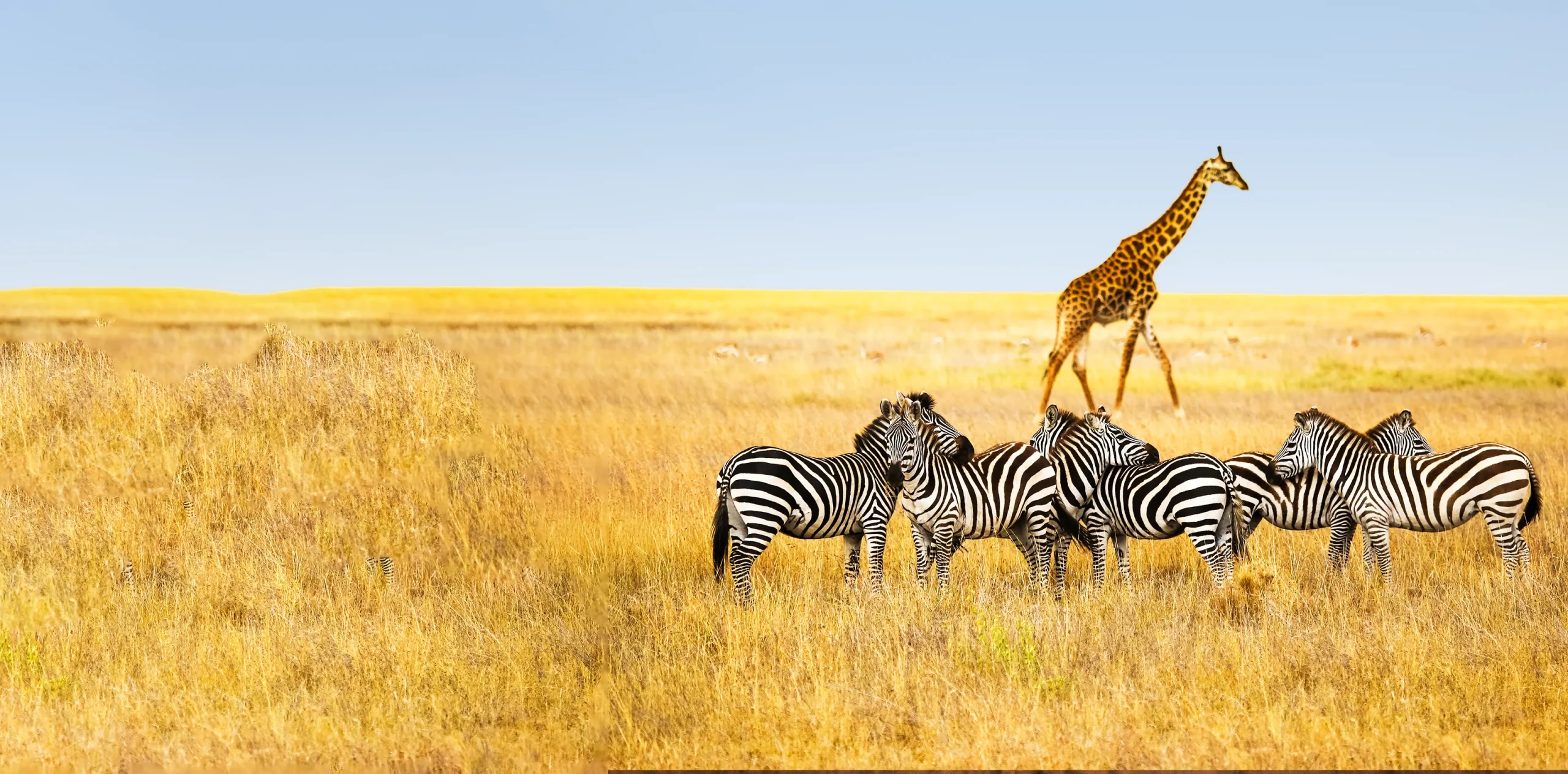 Nature’s Cradle – Ngorongoro Crater Area and Beyond in Tanzania