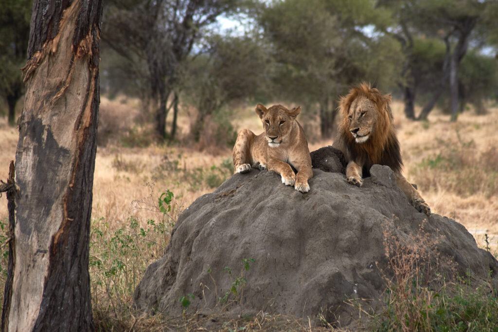 Tanzania Safari Tours
