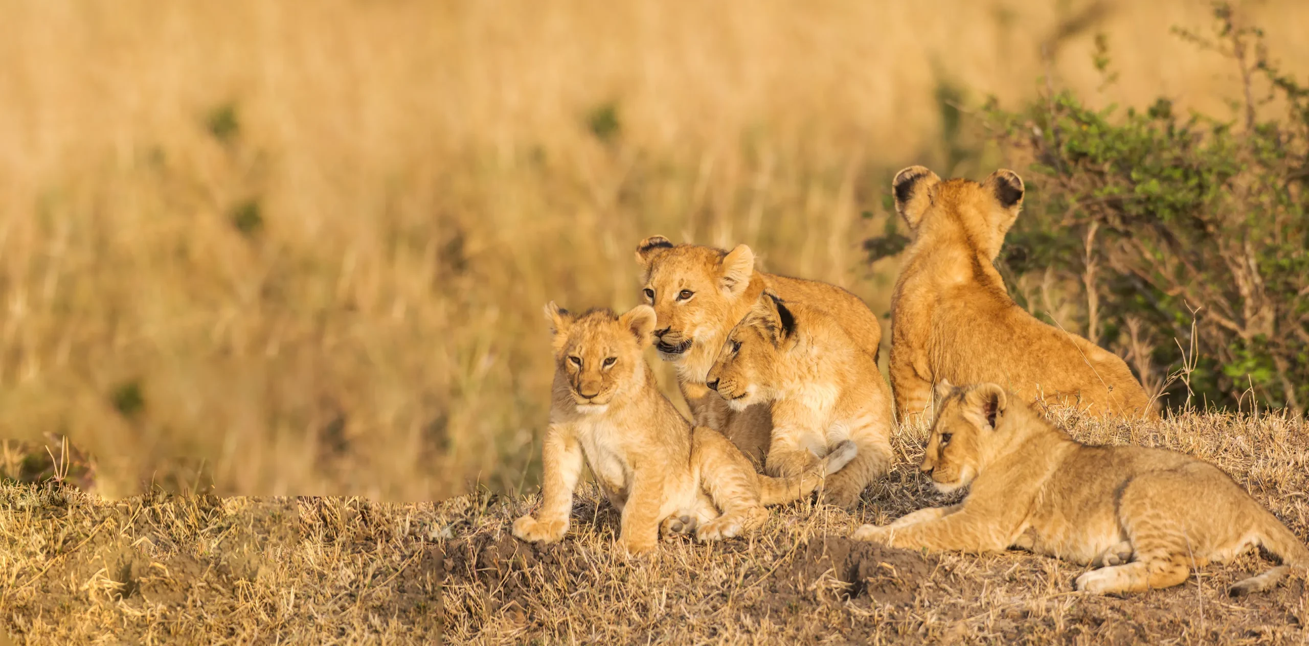 A Week-Long Tanzania Classic Safari – Explore Wildlife in the African Wilderness!