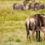 Calving Season Safari