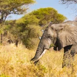 Tarangire National Park
