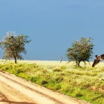 Tanzania Safari Tours