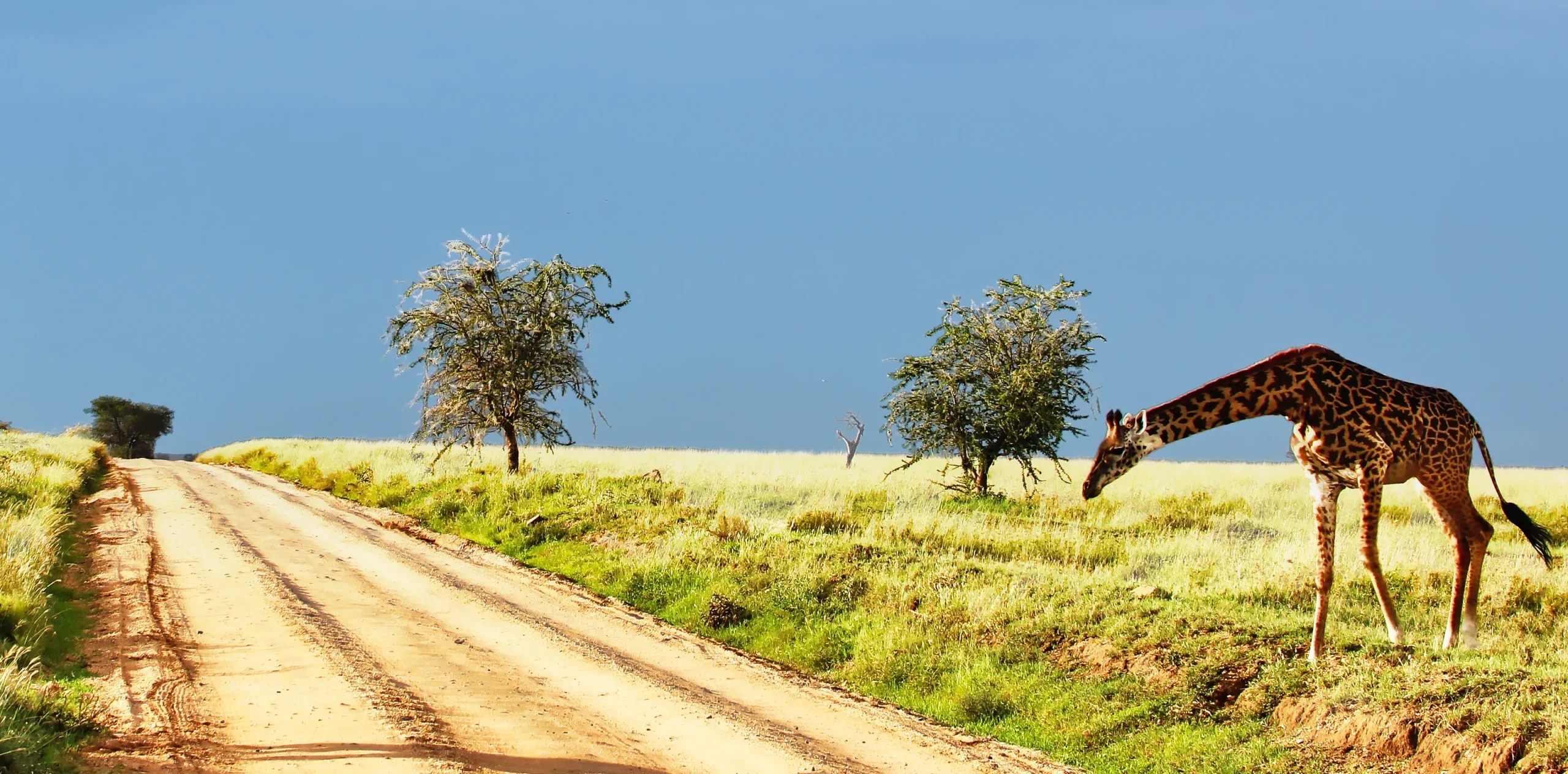 A Tanzania Safari in December – Witness the Wildlife and Adventure!