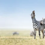 Tanzania Luxury Safari