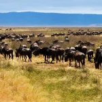 Serengeti Safari Tour