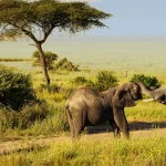 Tanzania Safari Costs
