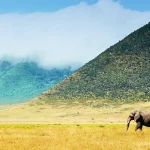 Safari in Tanzania