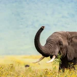 Tanzania Safari Tours