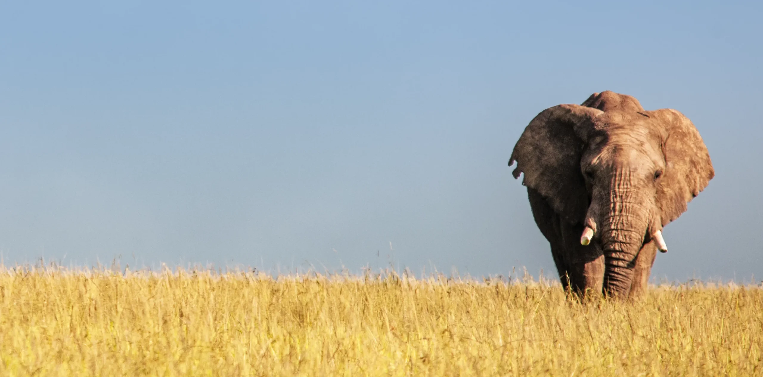 10 Days Southern Tanzania Safari – A Wild Yet Intimate Connection