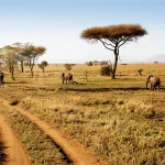 Southern Tanzania Safari