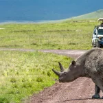 Tanzania Safari Tours