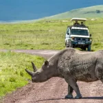 Tanzania Safari Tours