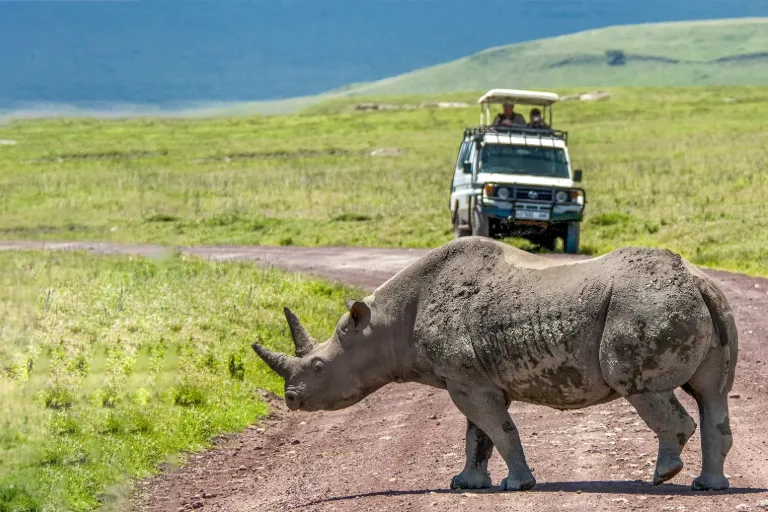 Tanzania Safari Tours