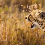 Serengeti National Park