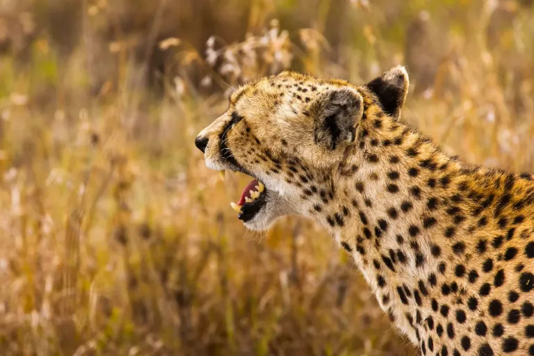 Is It Possible to Plan a Responsible Serengeti Safari in Tanzania?