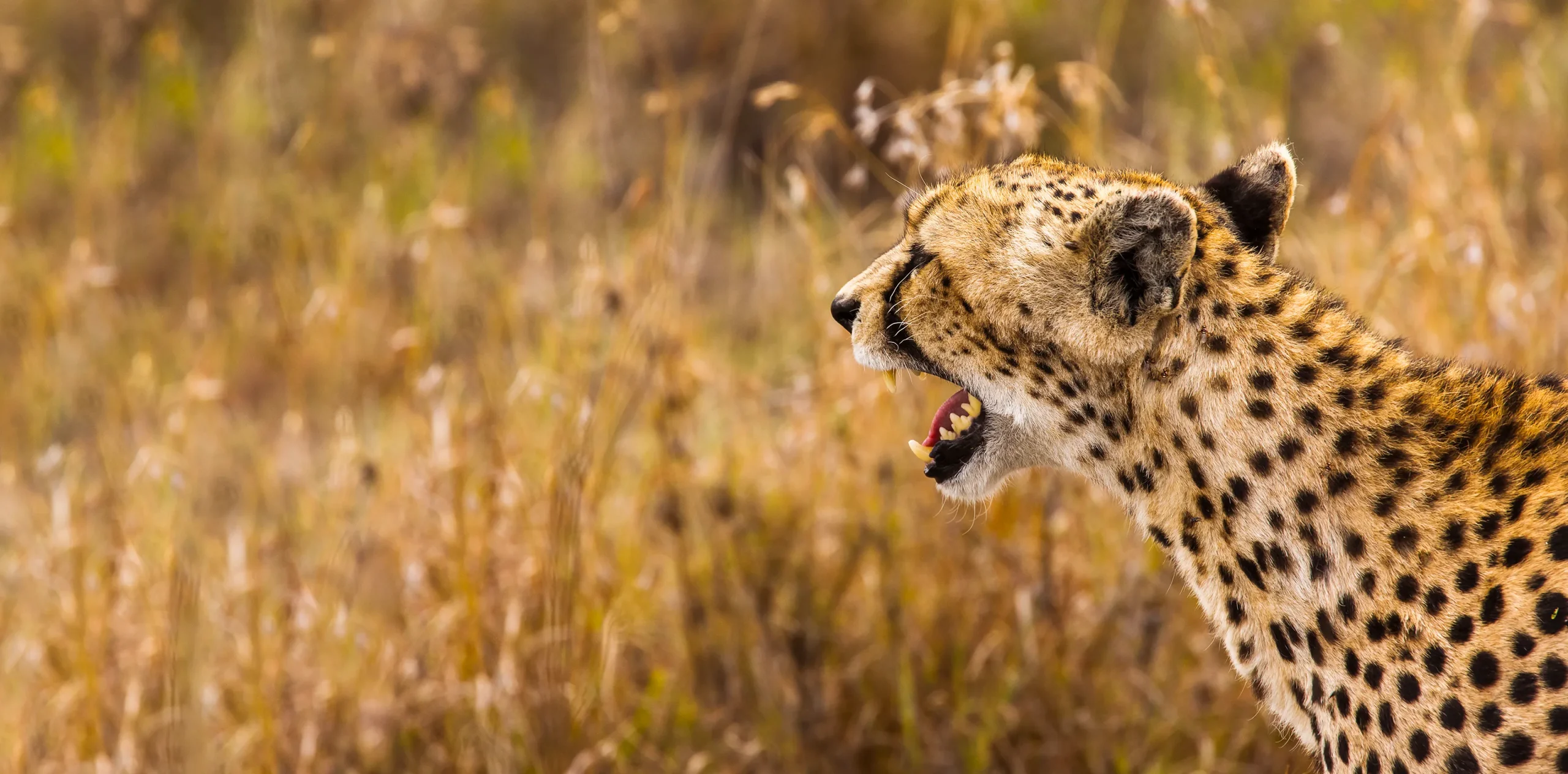 Is It Possible to Plan a Responsible Serengeti Safari in Tanzania?