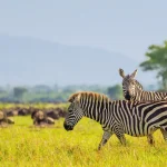 Tanzania National Parks