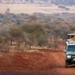Serengeti Safari