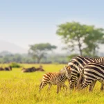 Serengeti Safari Cost