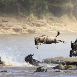 Serengeti Wildebeest Migration