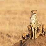 Serengeti Safari