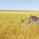 Serengeti Safari
