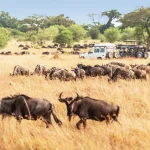 Serengeti Wildebeest Migration Safari
