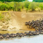 Serengeti Great Wildebeest Migration