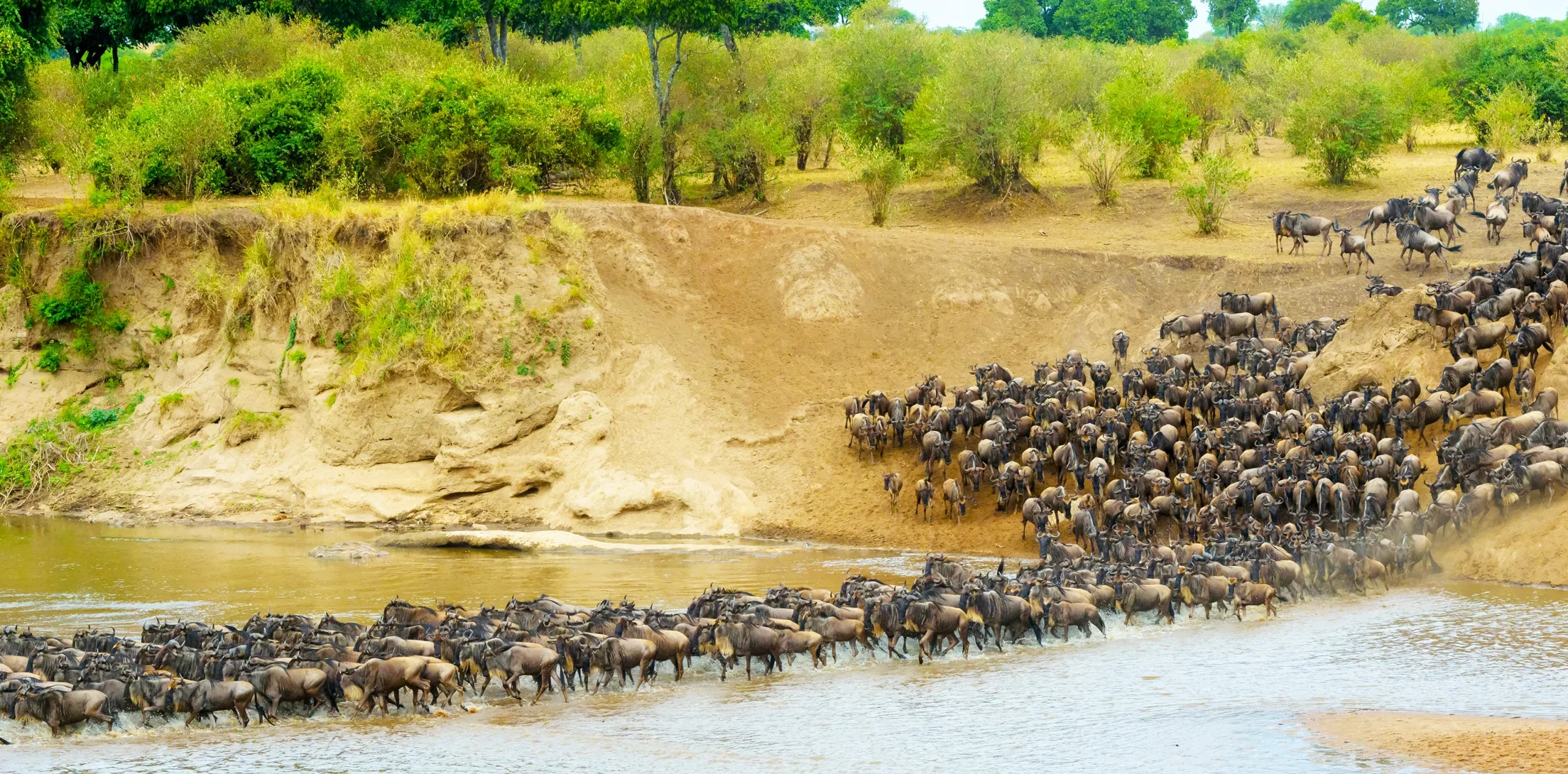 Serengeti Great Wildebeest Migration: Is November the Right Time to See?