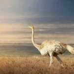 Rare Albinos in The Wild