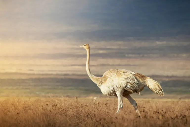 Rare Albinos in The Wild