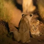 Serengeti National Park Safari