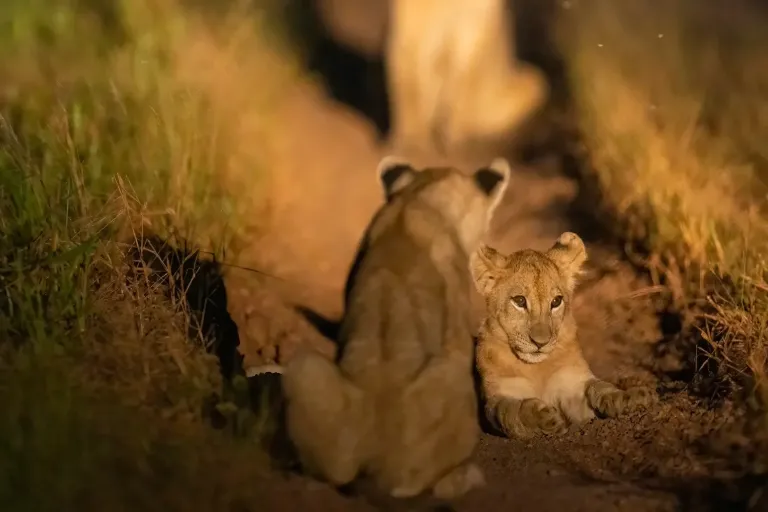 Can One See Lions On Night Hunts While Staying At The Serengeti National Park