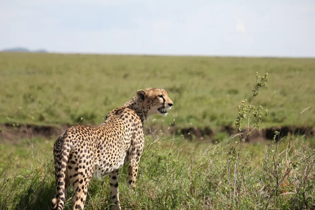 Serengeti Safari