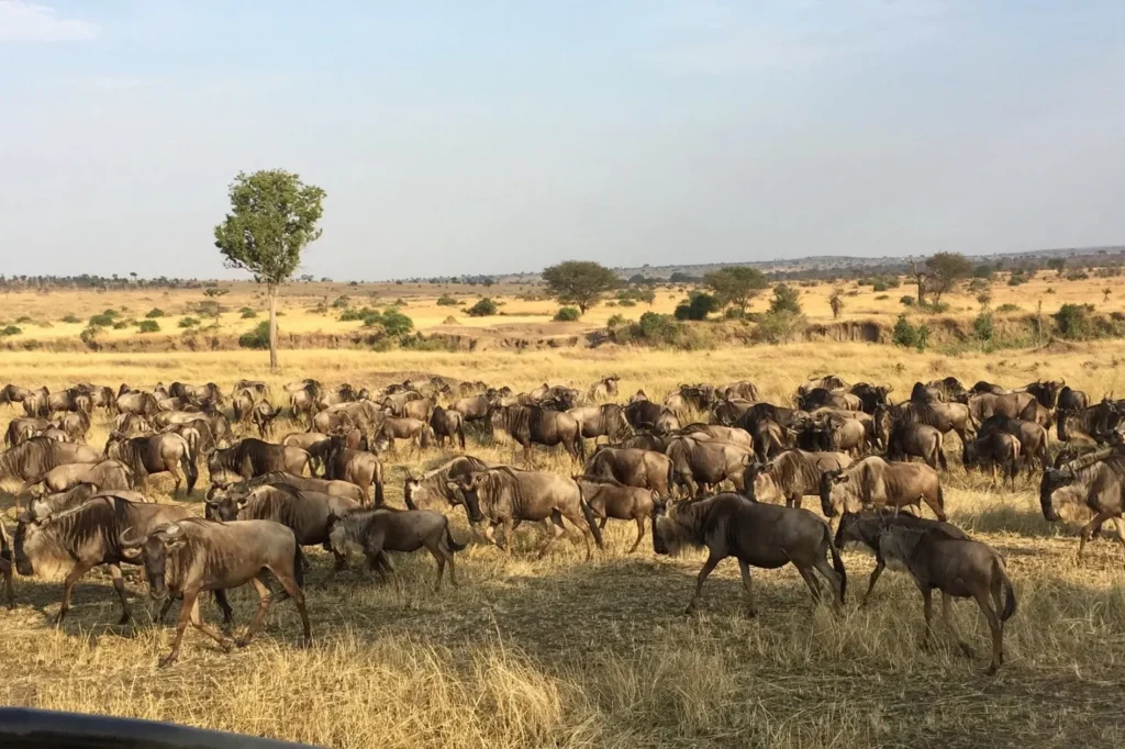 Serengeti Wildebeest Migration