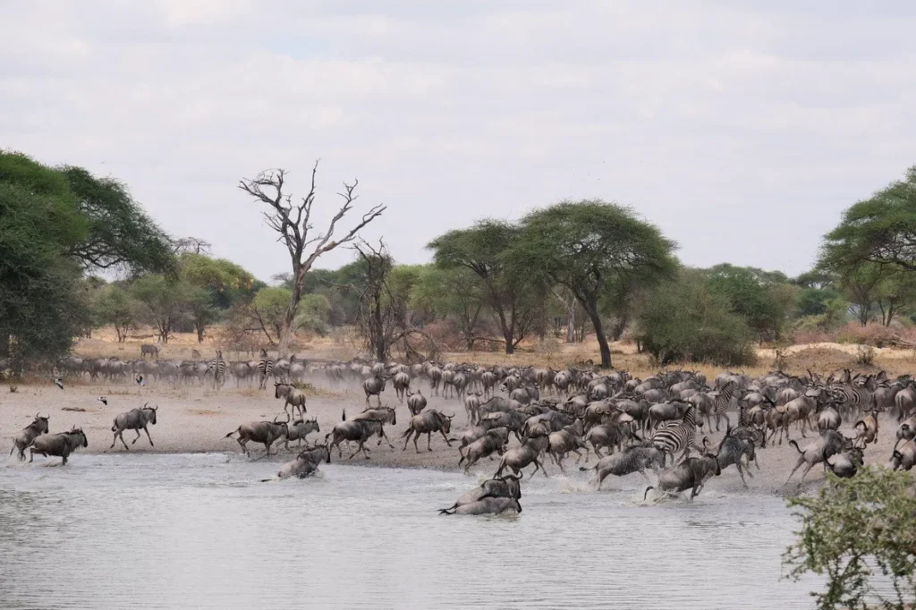 Serengeti Wildebeest Migrations