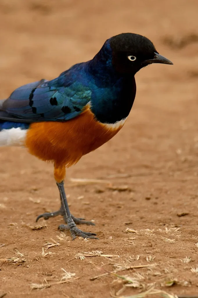 Tanzania Birding Safari