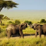 Tanzania Safari Costs