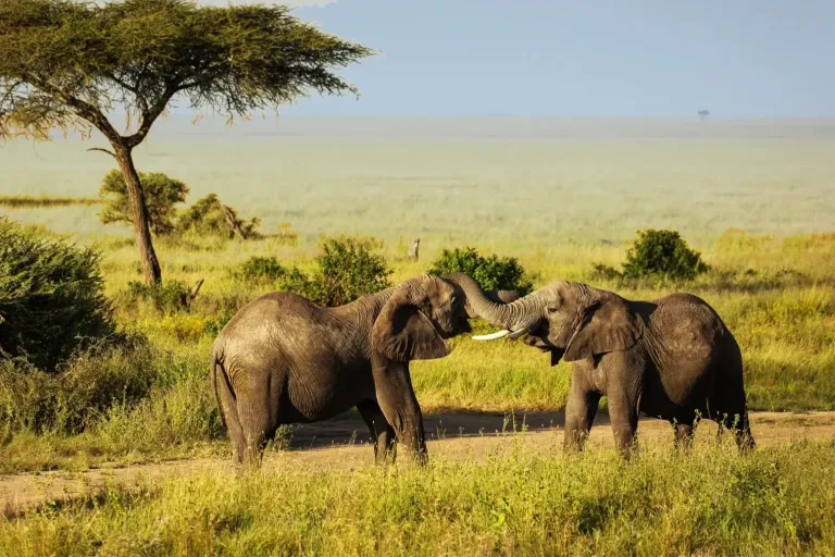 Tanzania Safari Costs and How to Get the Most out of Your Budget